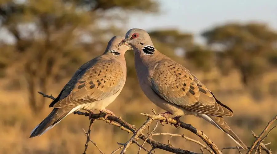 Mourning Collared Dove