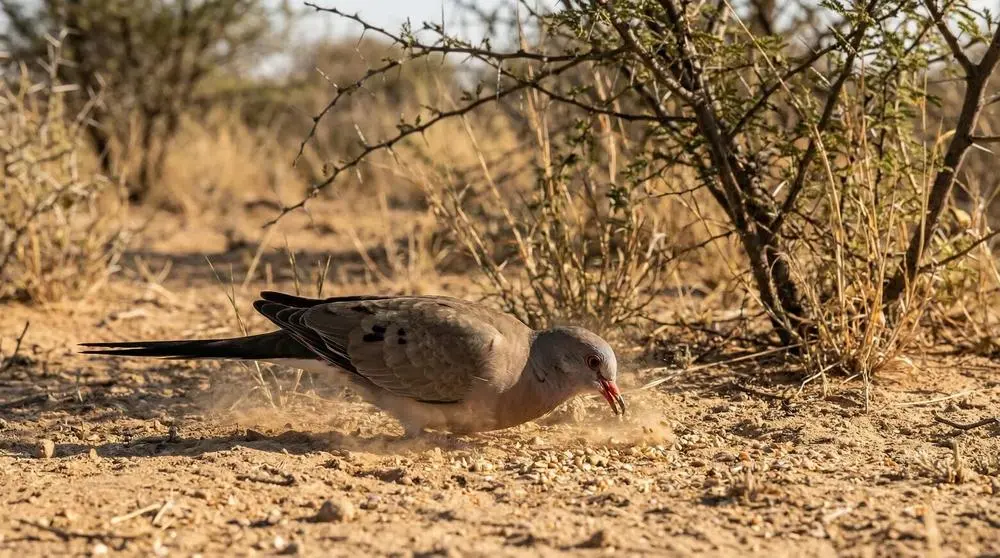 What to Pack for a Safari in Tanzania