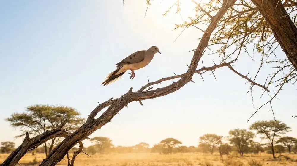 What to Pack for a Safari in Uganda