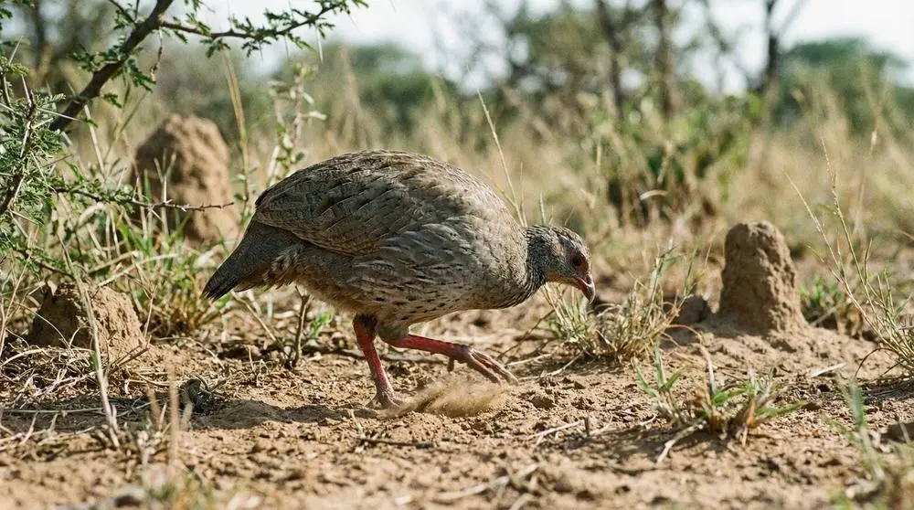 What to Pack for a Safari in Zambia