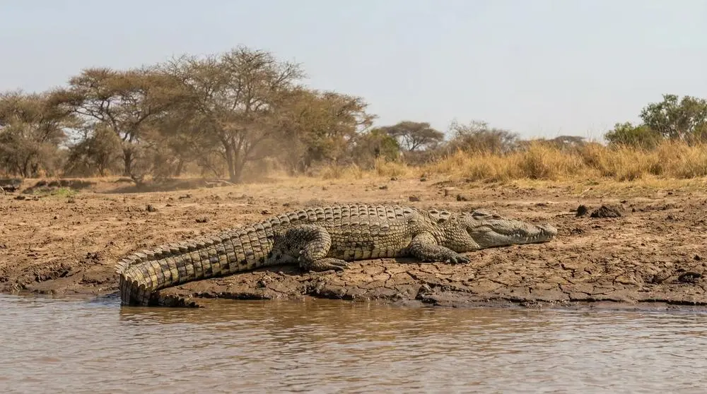 Nile Crocodile: Facts, Habitat and Conservation