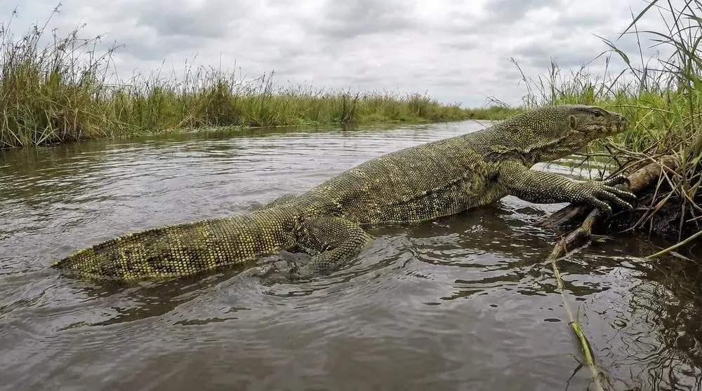 Nile Monitor: Facts, Habitat and Conservation