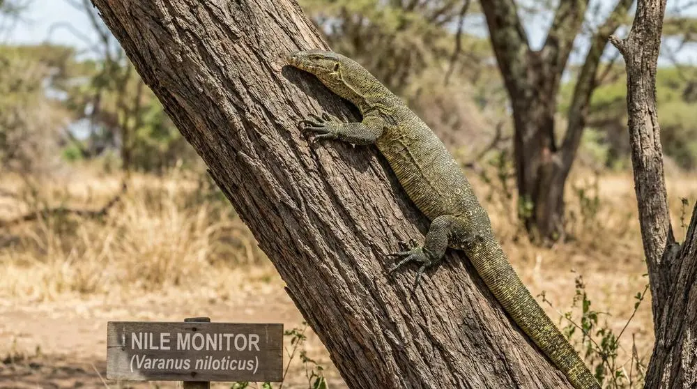 Wildlife You Can See in Botswana