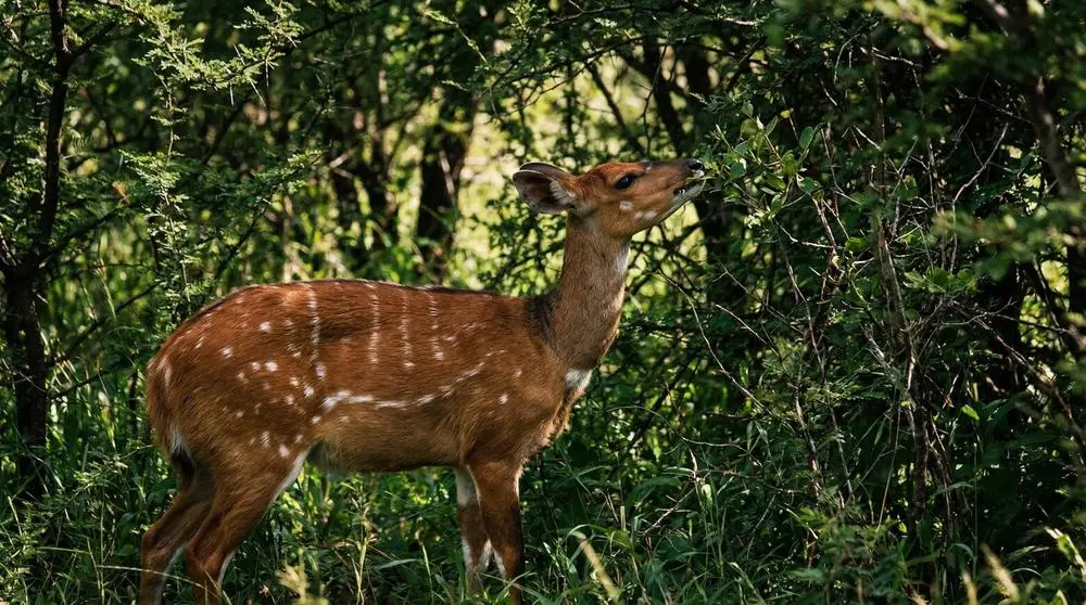 How to Photograph the Northern Bushbuck on Safari