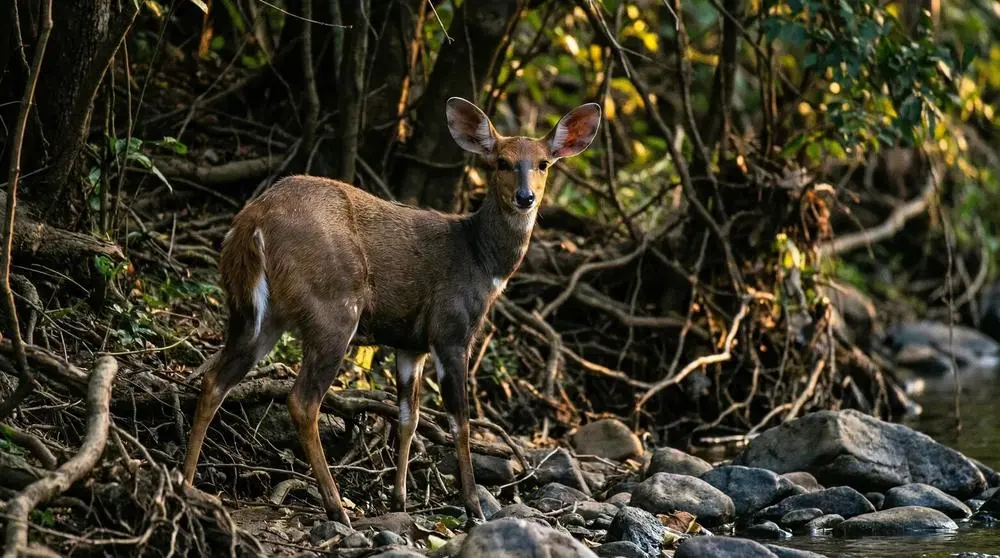 Northern Bushbuck: Facts, Habitat and Conservation