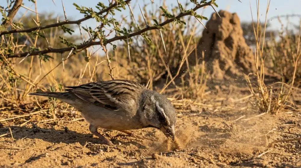 Wildlife You Can See in Kenya