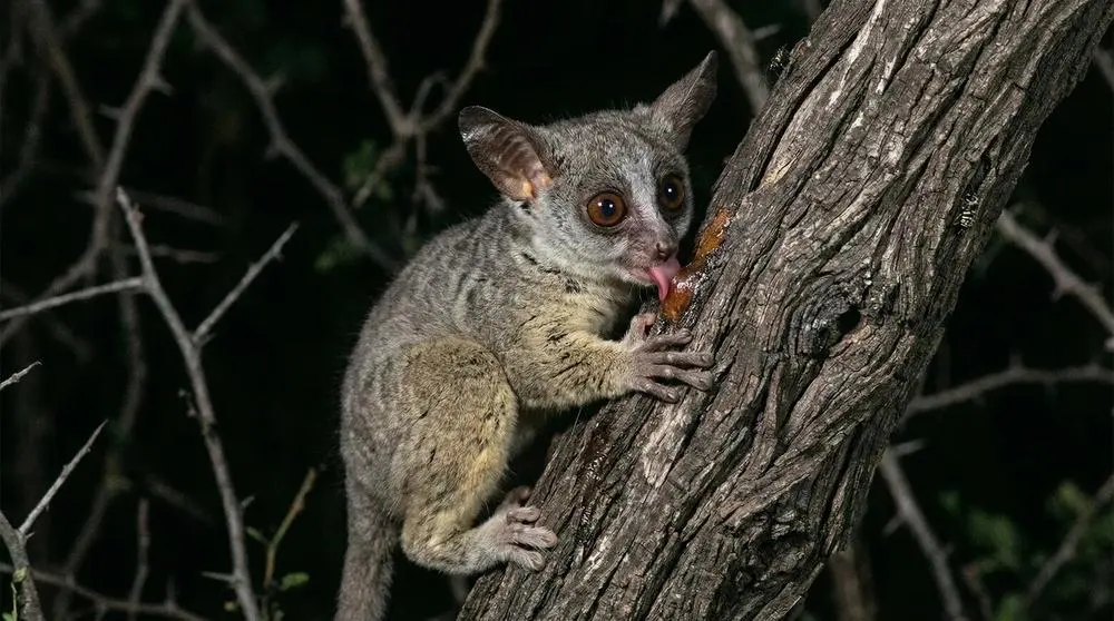 How to Photograph the Northern Lesser Galago on Safari