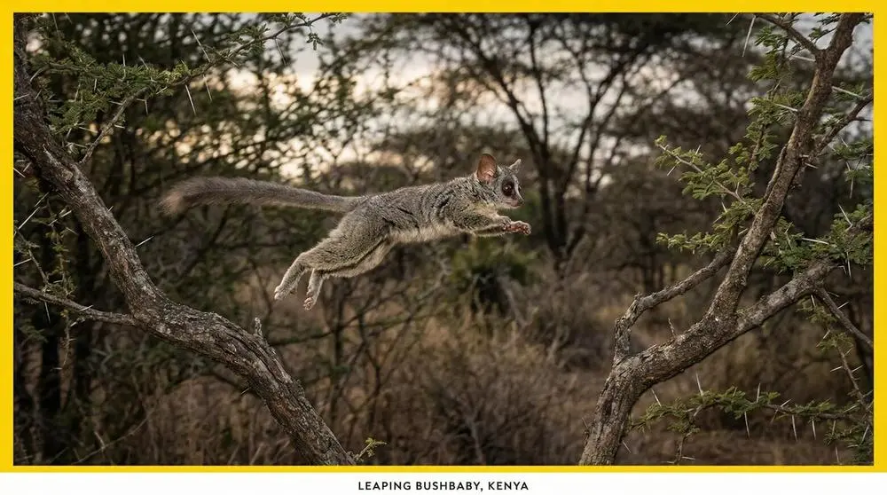 Northern Lesser Galago: Facts, Habitat and Conservation