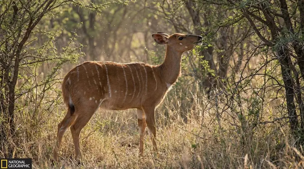 How to Photograph the Nyala on Safari