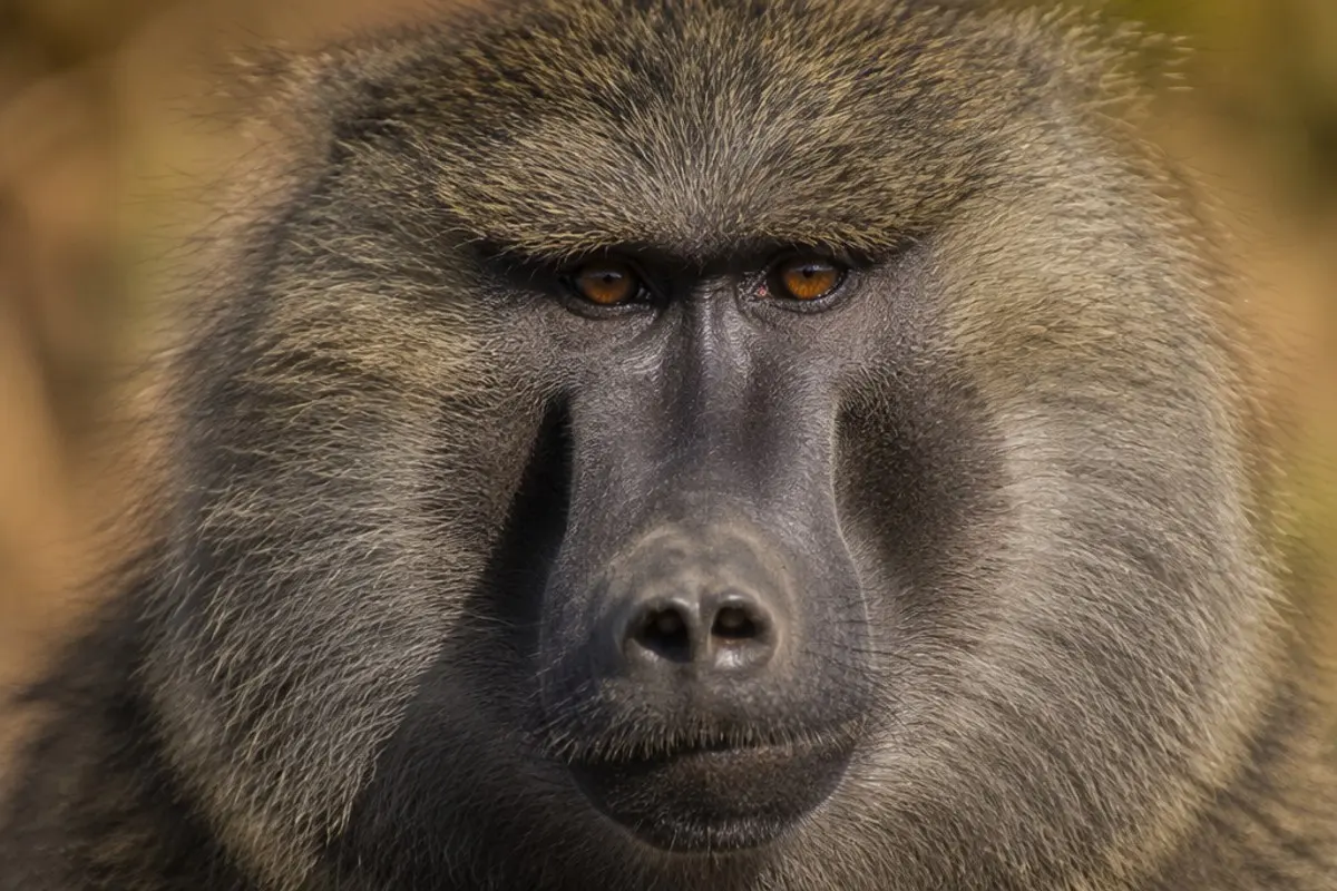 How to Photograph the Olive Baboon on Safari