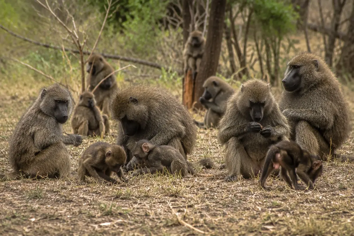 Olive Baboon: Facts, Habitat and Conservation