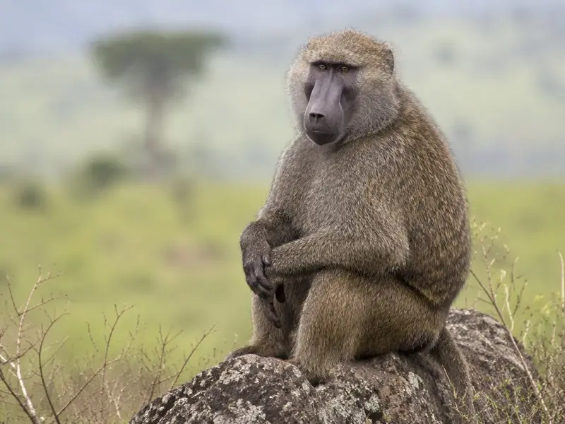 Olive Baboon