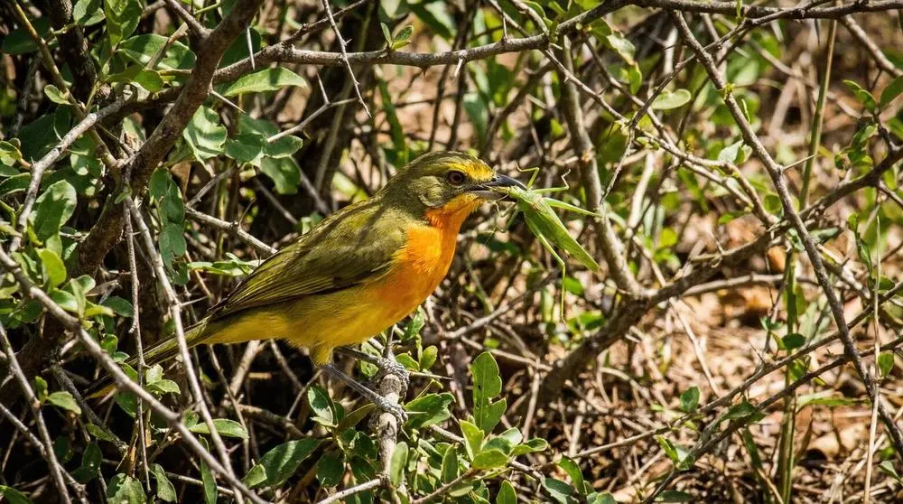 Wildlife You Can See in Rwanda