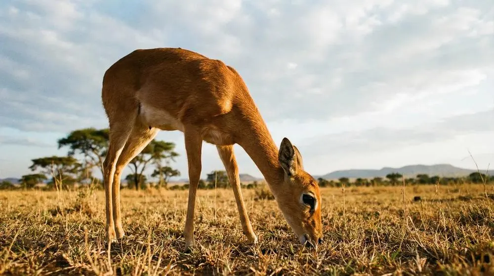 How to Photograph the Oribi on Safari