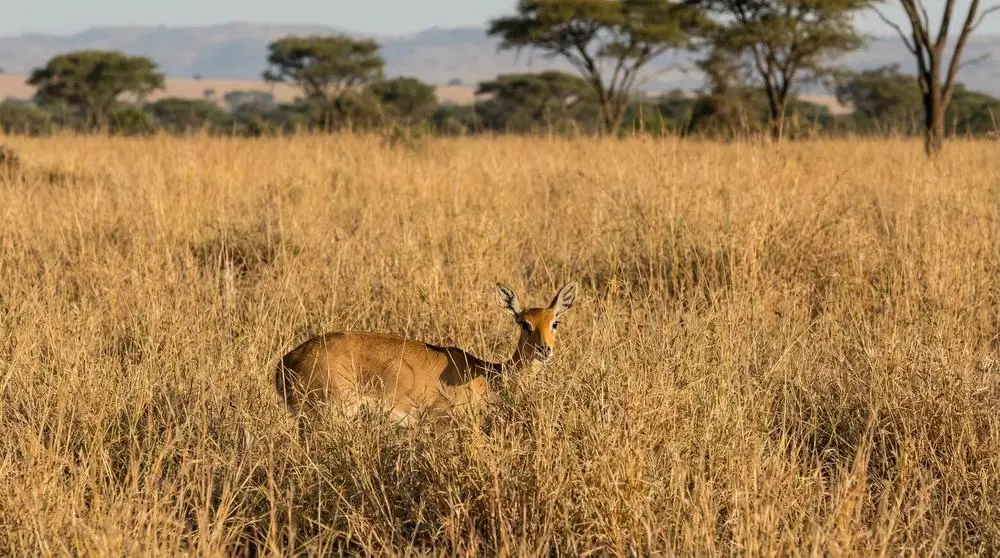 Oribi: Facts, Habitat and Conservation