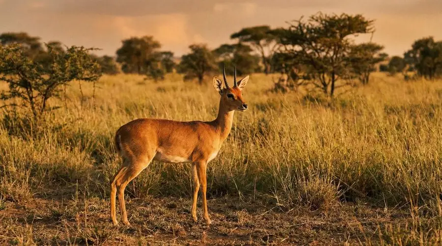 Oribi