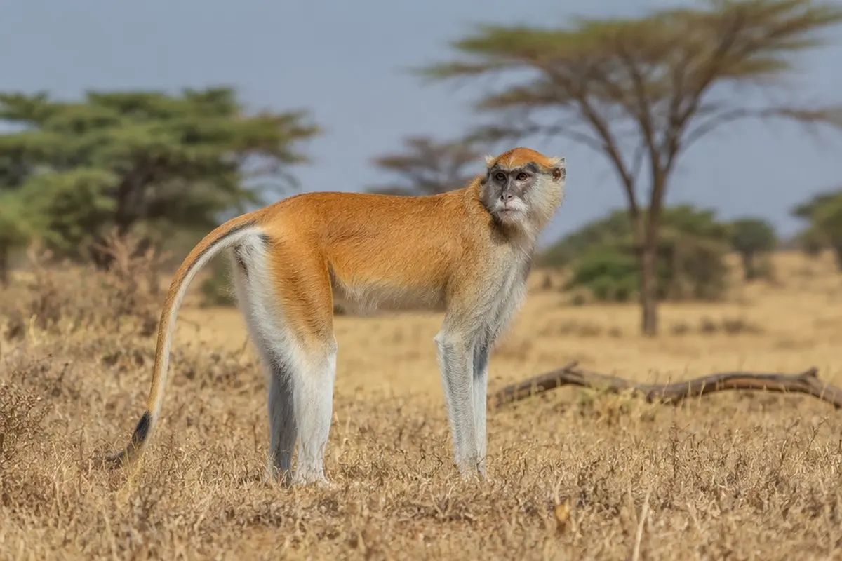 How to Photograph the Patas Monkey on Safari