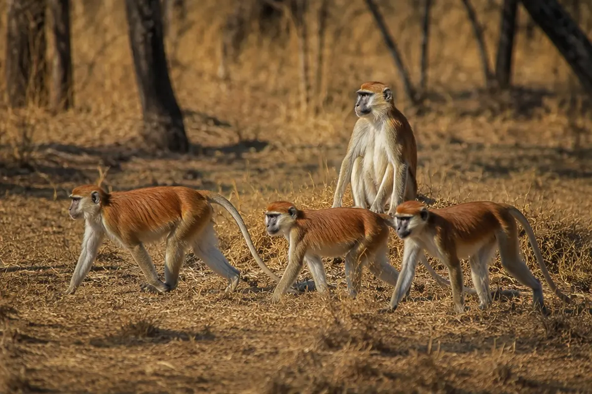 Patas Monkey: Facts, Habitat and Conservation