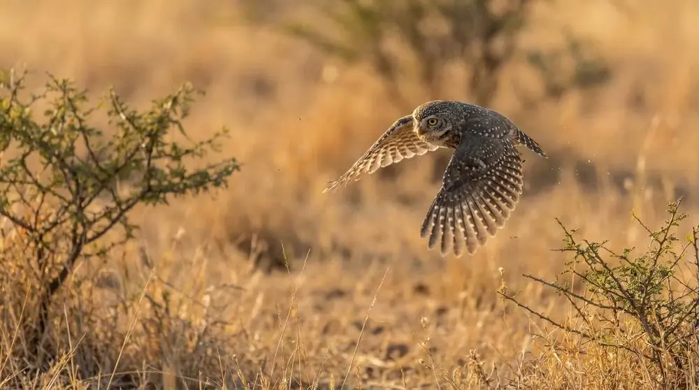 Wildlife You Can See in Zambia