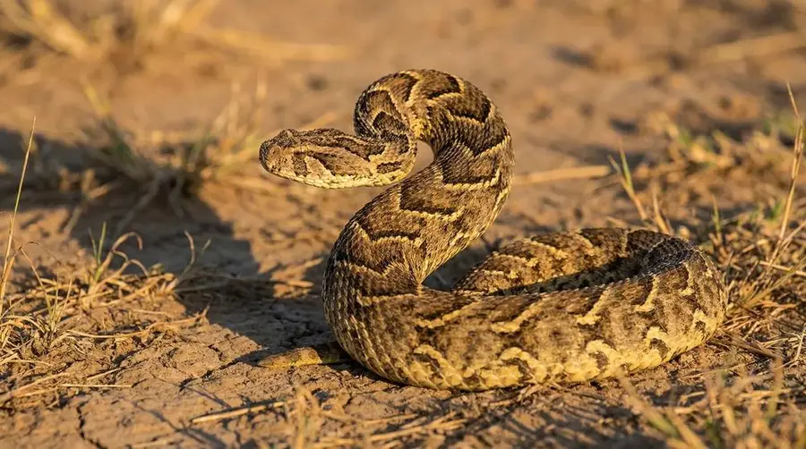 Puff Adder