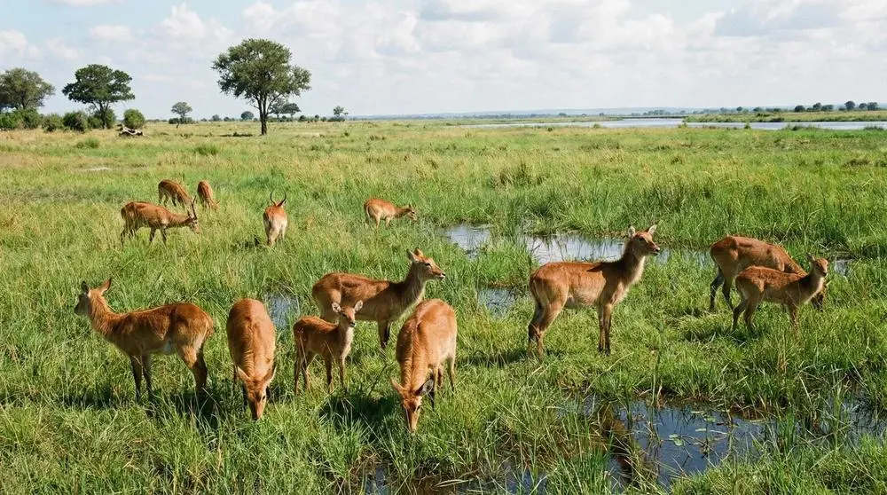 How to Photograph the Puku on Safari