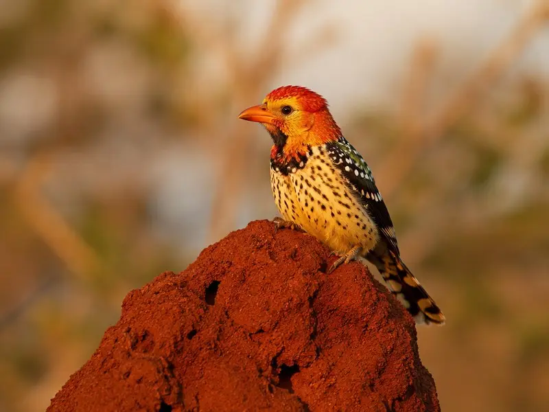 Red-and-yellow Barbet