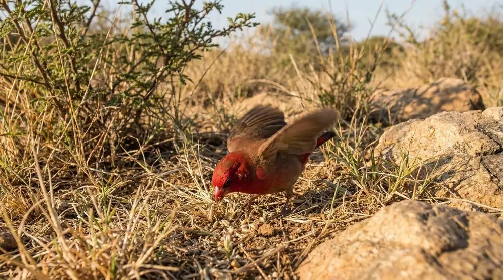 Where to Go on Safari in October