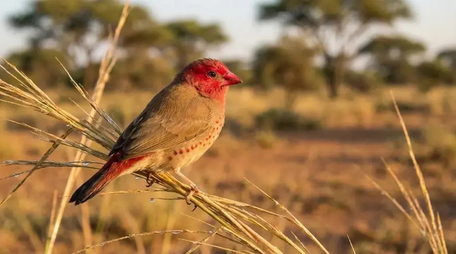 Red-billed Firefinch
