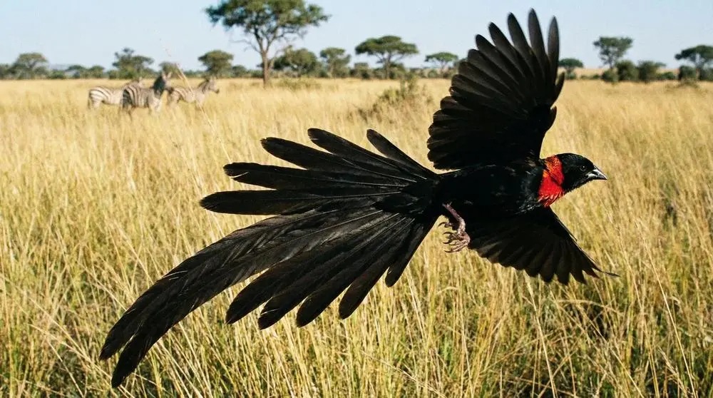Africa's Nocturnal Animals