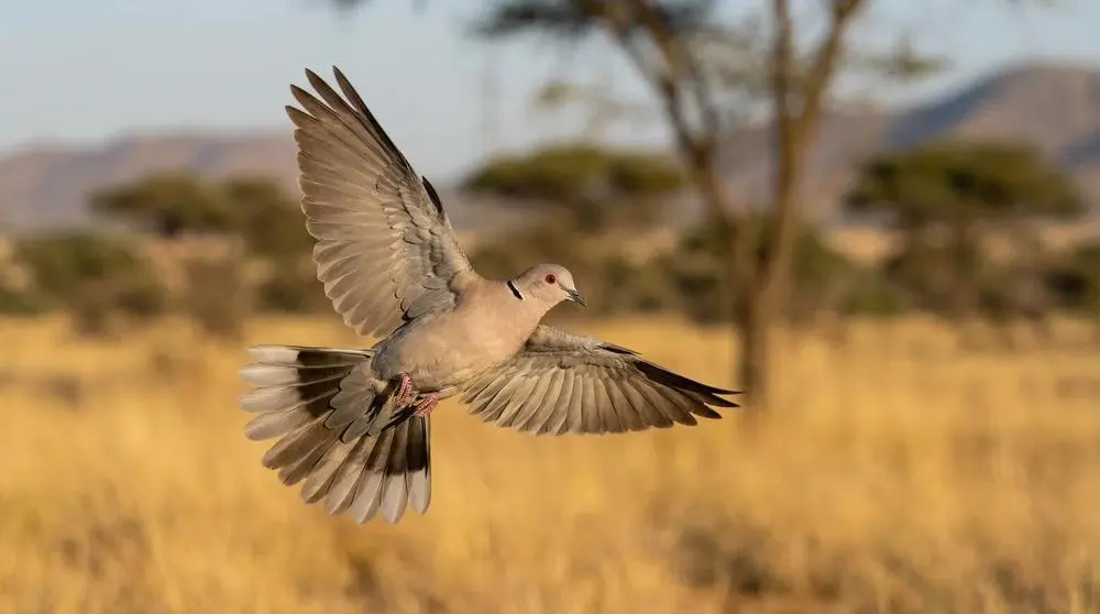 Avoiding Crowds on Safari