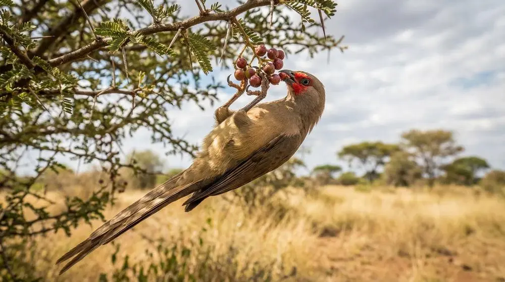 Best Camps for the Great Migration