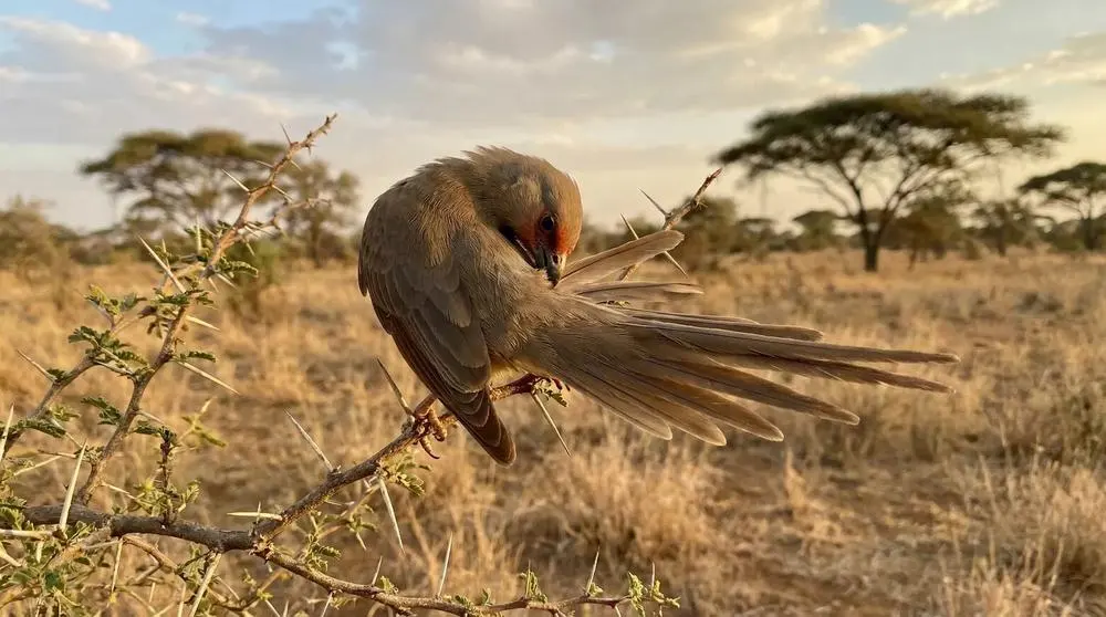 The Best Safari Camera Gear