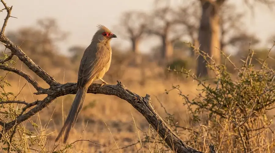 Red-faced Mousebird