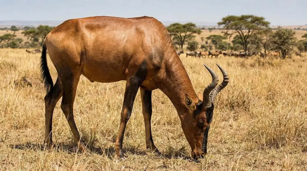 How to Photograph the Red Hartebeest on Safari