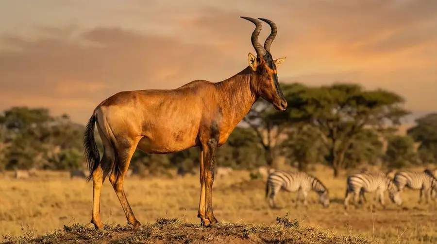 Red Hartebeest