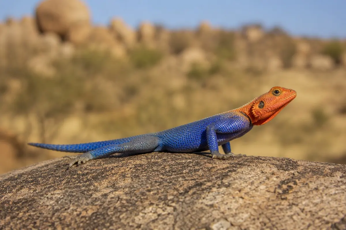 Red-headed Rock Agama: Facts, Habitat and Conservation