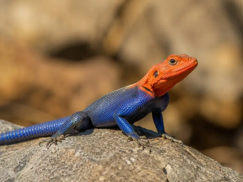 Red-headed Rock Agama