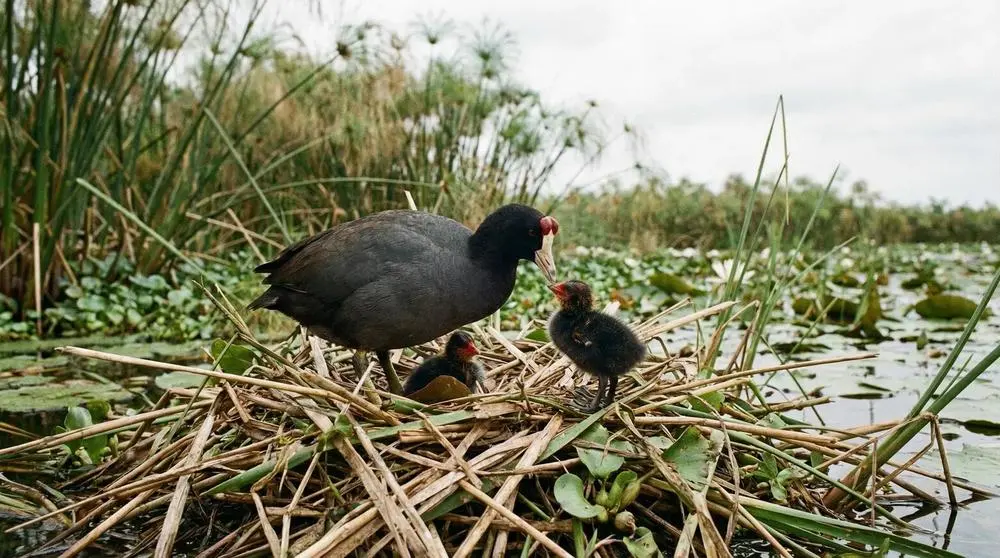 Birdwatching on Safari for Beginners