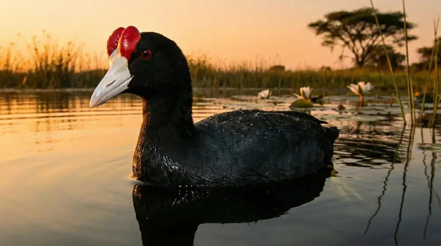Red-knobbed Coot