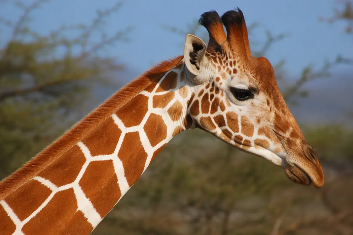 How to Photograph the Reticulated Giraffe on Safari