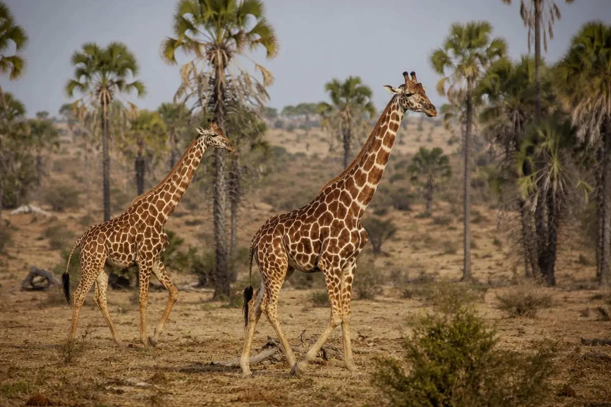 Reticulated Giraffe: Facts, Habitat and Conservation