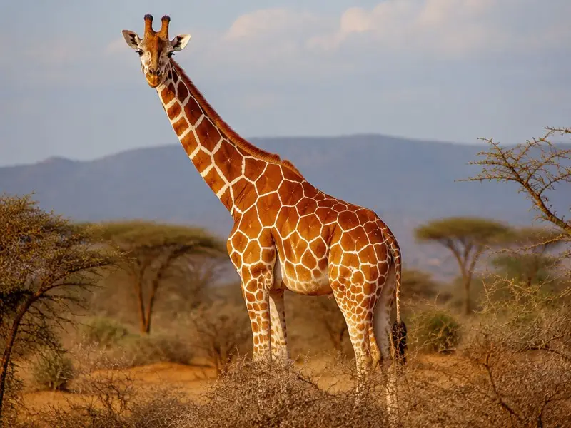 Reticulated Giraffe