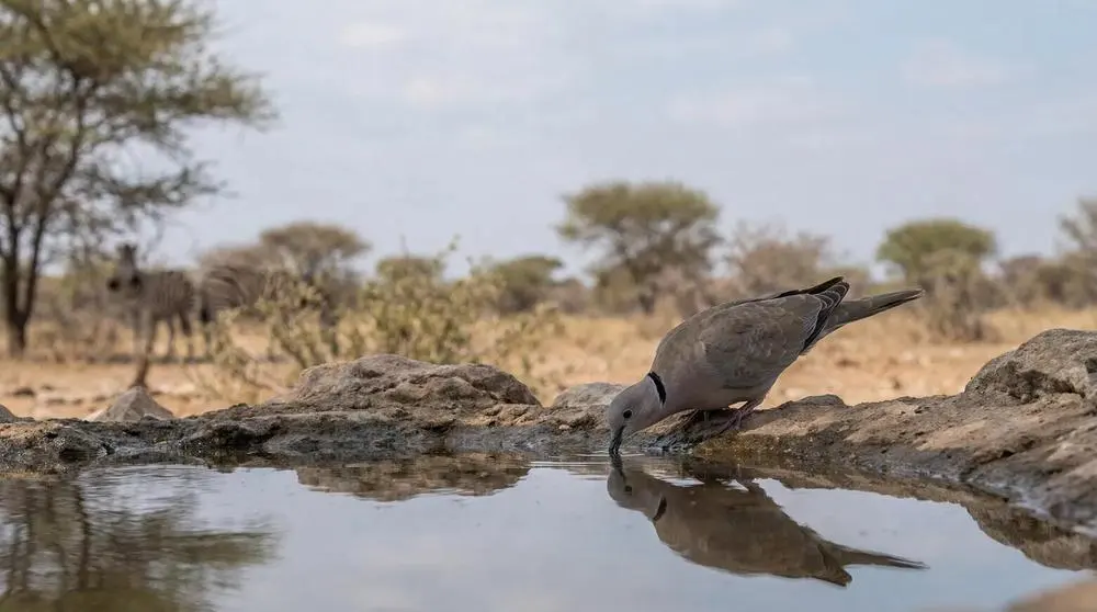 Endangered Species You Can Still See on Safari