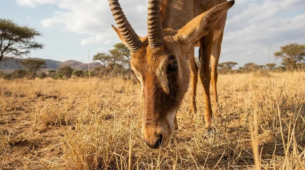 How to Photograph the Roan Antelope on Safari