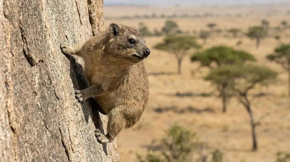 Rock Hyrax: Facts, Habitat and Conservation