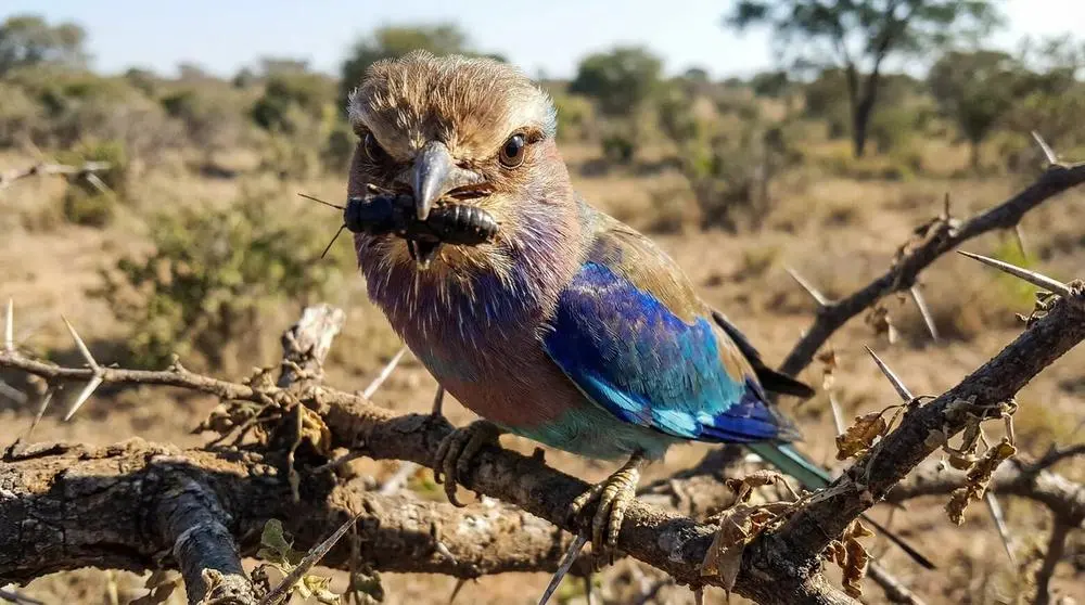 Ethical Wildlife Tourism on Safari