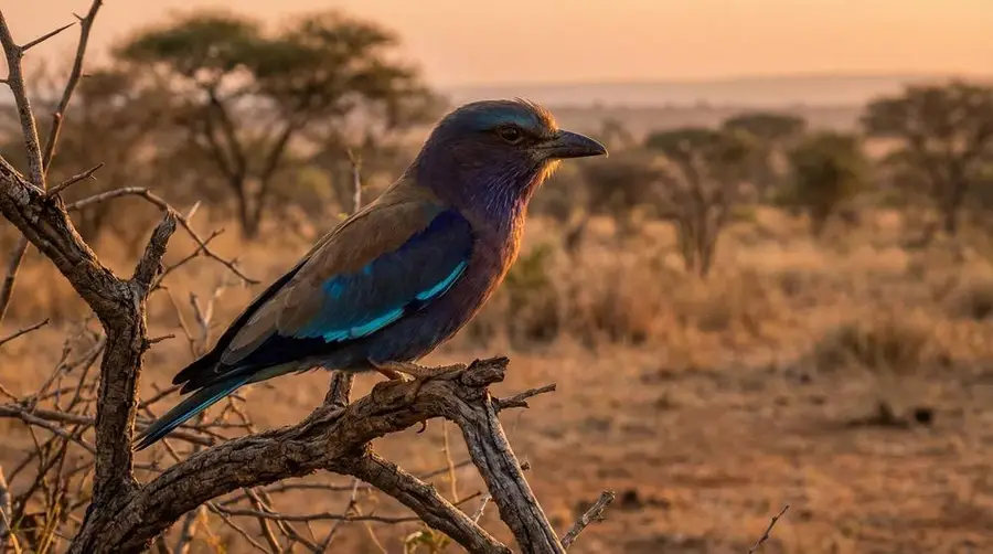 Rufous-crowned Roller