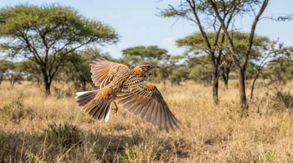 Food and Dining on Safari