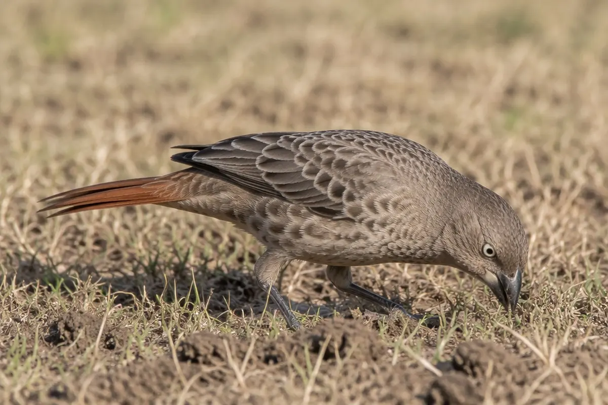 Golden Hour Safari Photography