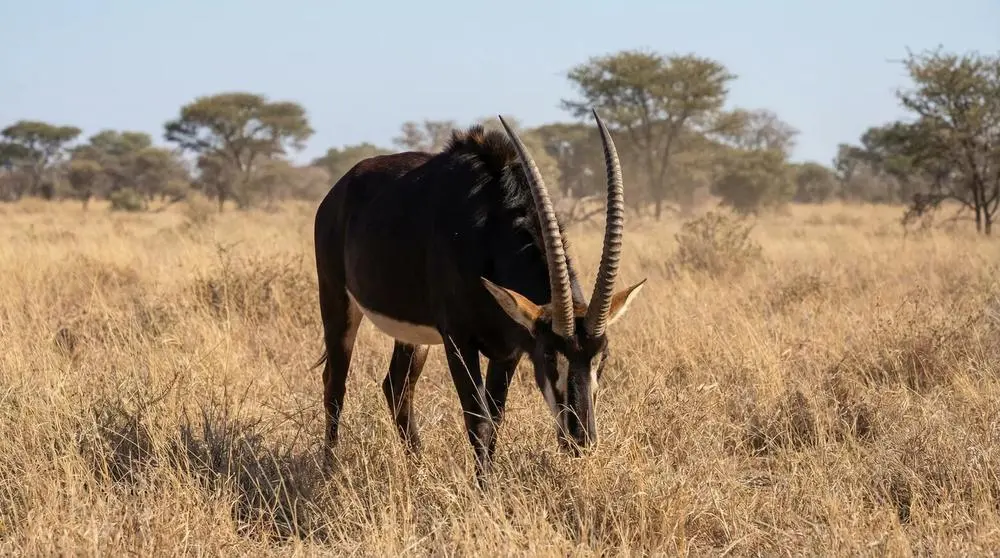 How to Photograph the Sable Antelope on Safari